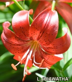 Hiawatha - a lily